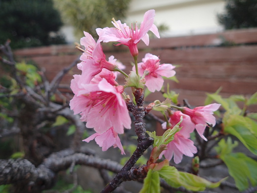 沖縄の桜が咲いています。