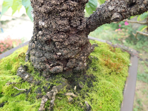 沖縄の桜が咲いています。