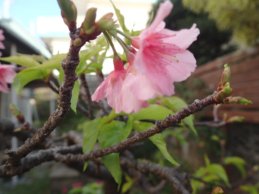 沖縄の桜が咲いています。
