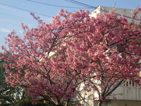 沖縄の桜が咲いています。 2018/02/16 19:07:50