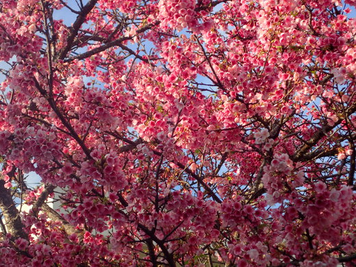 沖縄の桜が咲いています。
