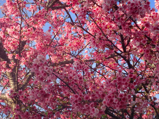沖縄の桜が咲いています。