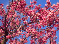 沖縄の桜が咲いています。 2018/02/15 19:15:14