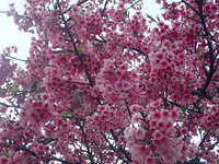 沖縄の桜が咲いています。 2018/02/23 18:53:40