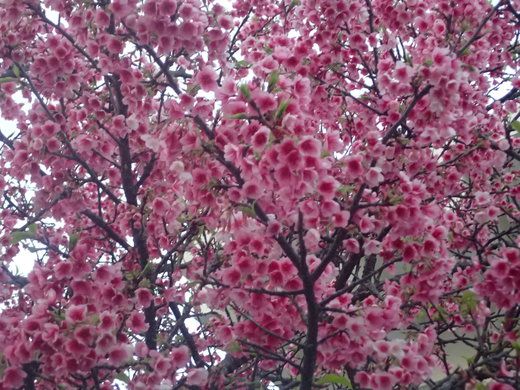 沖縄の桜が咲いています。