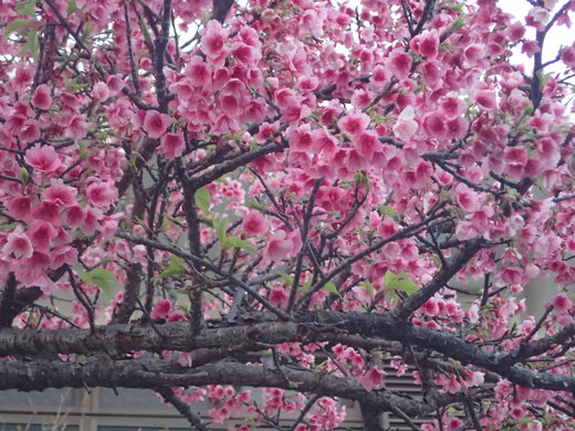 沖縄の桜が咲いています。