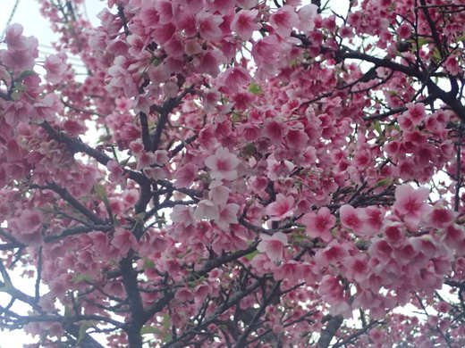 沖縄の桜が咲いています。