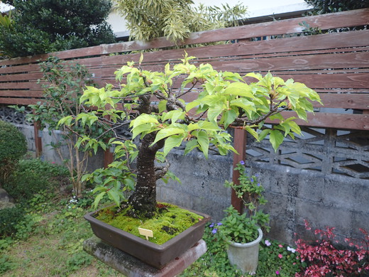 沖縄の桜が咲いています。葉桜です