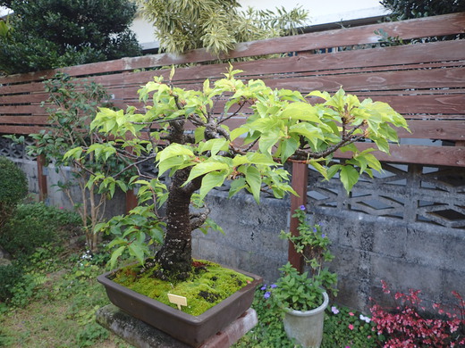沖縄の桜が咲いています。葉桜です