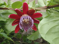 沖縄の植物です、パションフルーツです。 2019/04/18 18:54:44