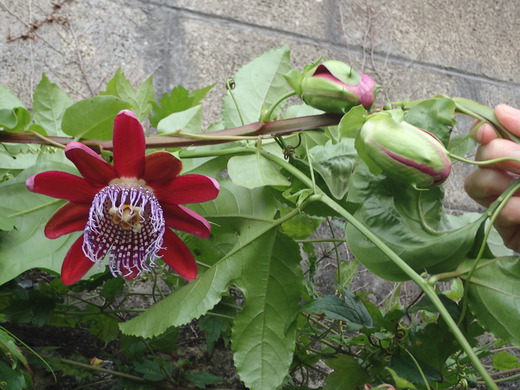 沖縄の植物です、パションフルーツです。
