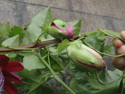 沖縄の植物です、パションフルーツです。