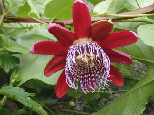 沖縄の植物です、パションフルーツです。