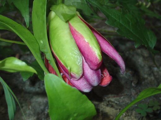 沖縄の植物です、パションフルーツです。