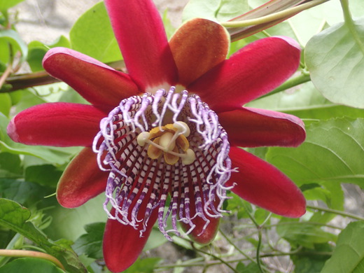 沖縄の植物です、パションフルーツです。