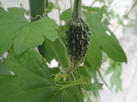 沖縄の植物です、ゴーヤが実おつけました 2019/04/19 18:42:07