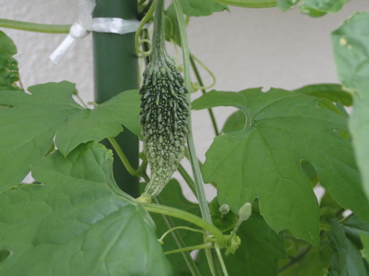 沖縄の植物です、ゴーヤが実おつけました