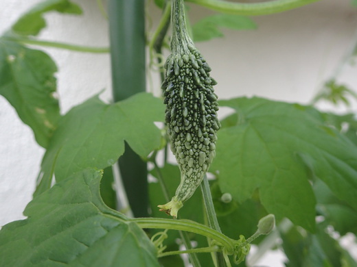 沖縄の植物です、ゴーヤが実おつけました