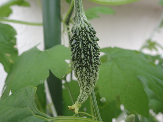 沖縄の植物です、ゴーヤが実おつけました