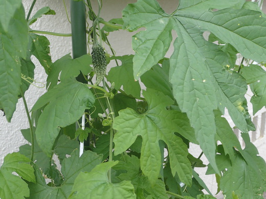 沖縄の植物です、ゴーヤが実おつけました
