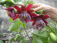 沖縄の植物です、パションフルーツです。 2019/04/20 19:22:43