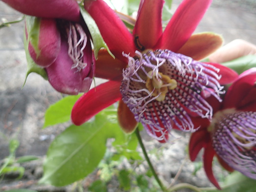 沖縄の植物です、パションフルーツです。
