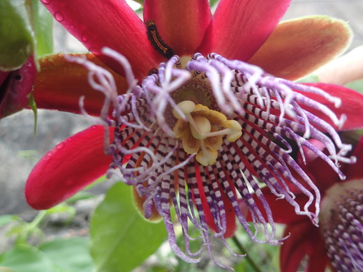 沖縄の植物です、パションフルーツです。