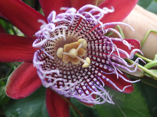 沖縄の植物です、パションフルーツです。