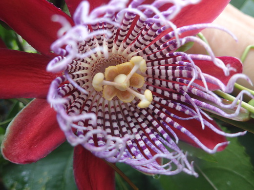 沖縄の植物です、パションフルーツです。