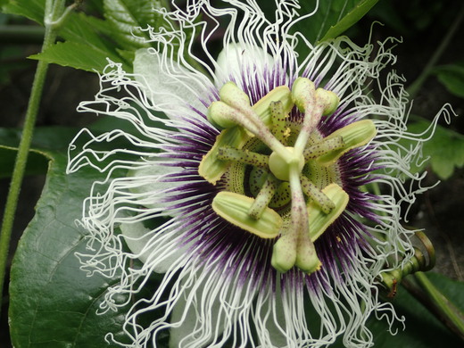 沖縄の植物パッションフルーツをご紹介いたします。