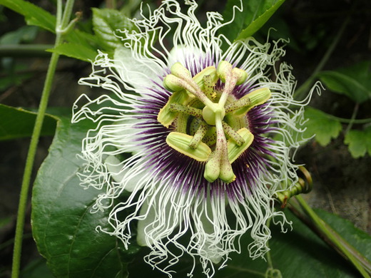 沖縄の植物パッションフルーツをご紹介いたします。