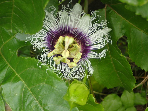 沖縄の植物パッションフルーツをご紹介いたします。