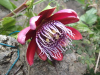 沖縄の植物です、パションフルーツです。 2019/04/22 17:54:34