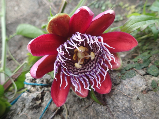 沖縄の植物です、パションフルーツです。