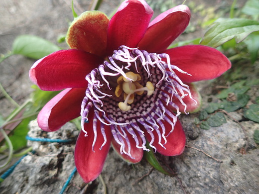 沖縄の植物です、パションフルーツです。