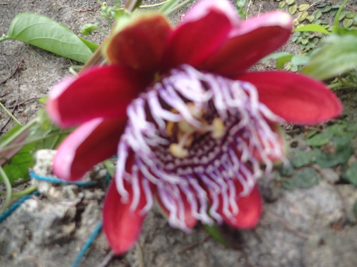 沖縄の植物です、パションフルーツです。