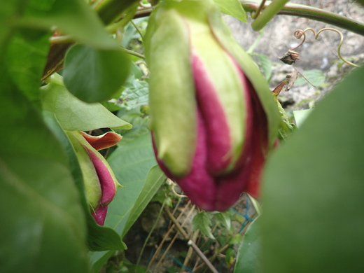 沖縄の植物です、パションフルーツです。