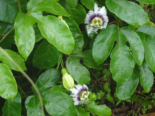 沖縄の植物パッションフルーツをご紹介いたします。第三弾
