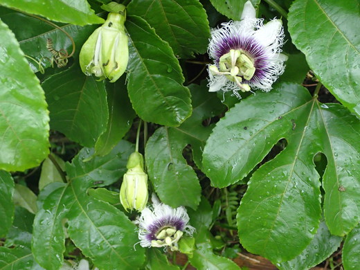 沖縄の植物パッションフルーツをご紹介いたします。第三弾