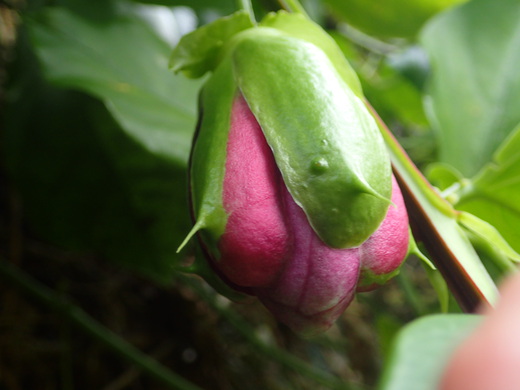 沖縄の植物パッションフルーツをご紹介いたします。第６弾