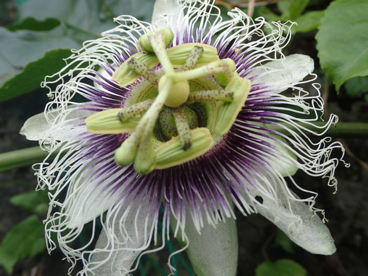 沖縄の植物パッションフルーツをご紹介いたします。第三弾