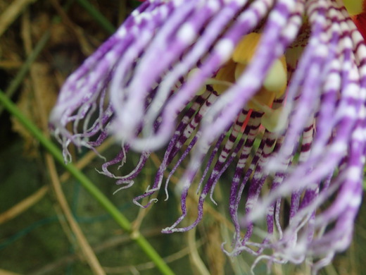 沖縄の植物パッションフルーツをご紹介いたします。第６弾