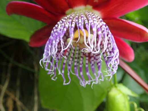 沖縄の植物パッションフルーツをご紹介いたします。第６弾