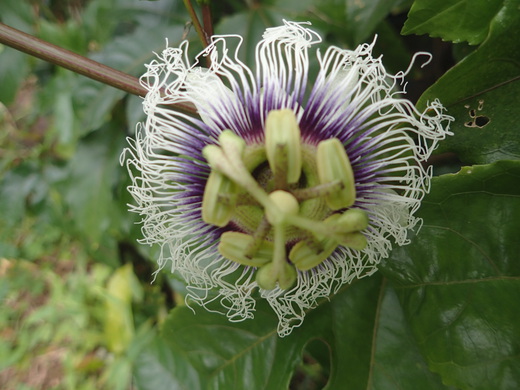 沖縄の植物です。パッションフルーツです。