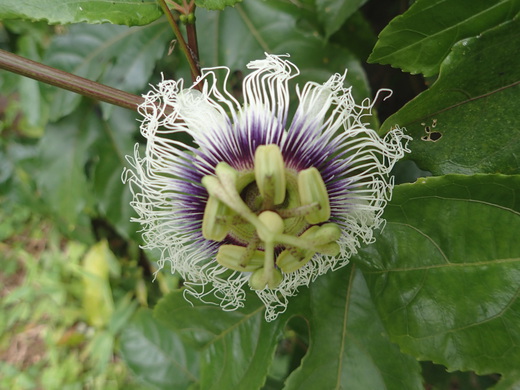 沖縄の植物です。パッションフルーツです。