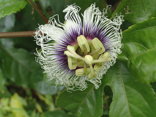 沖縄の植物です。パッションフルーツです。