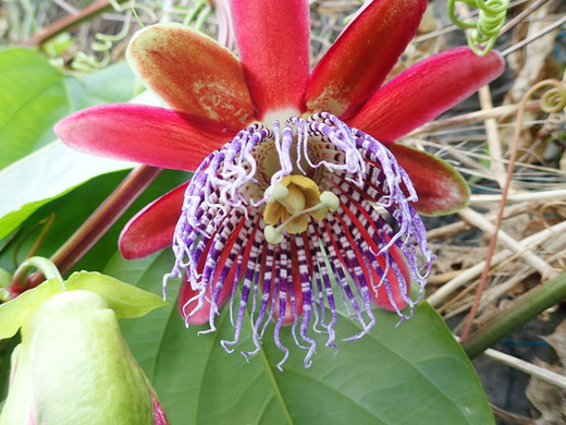 沖縄の植物パッションフルーツをご紹介いたします。第7弾