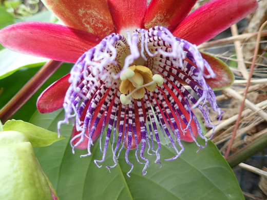 沖縄の植物パッションフルーツをご紹介いたします。第7弾
