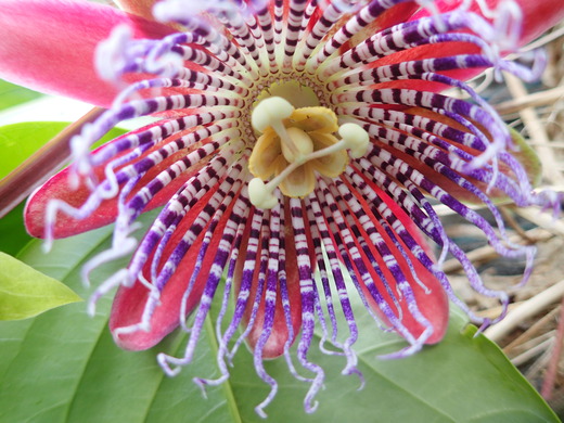 沖縄の植物パッションフルーツをご紹介いたします。第7弾