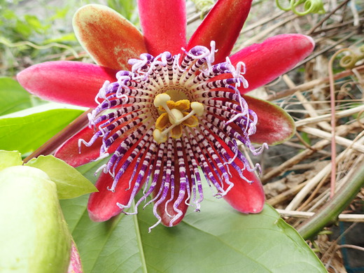 沖縄の植物パッションフルーツをご紹介いたします。第7弾